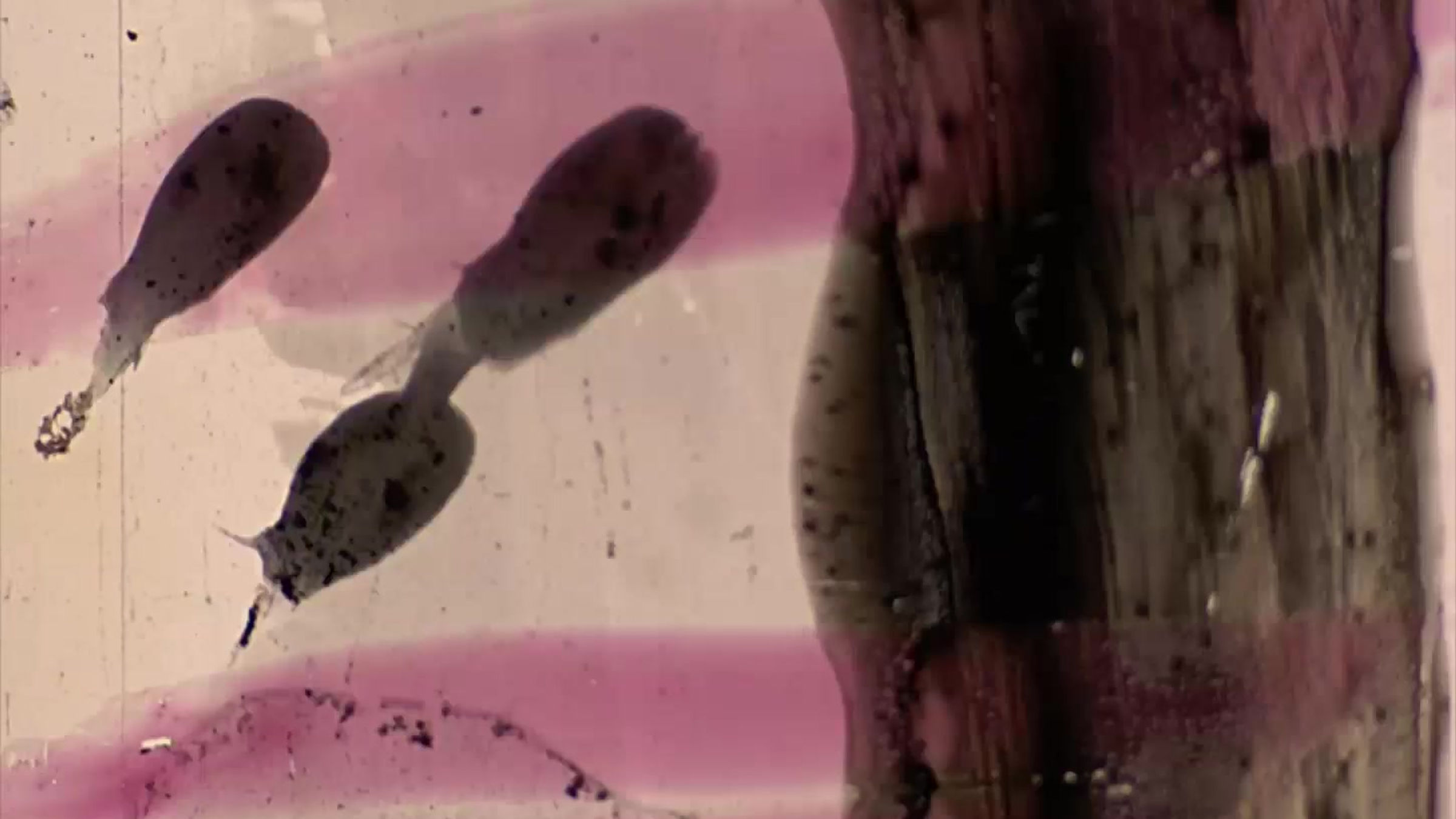 Experimental Films
